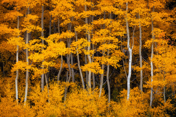 aspen trees in fall