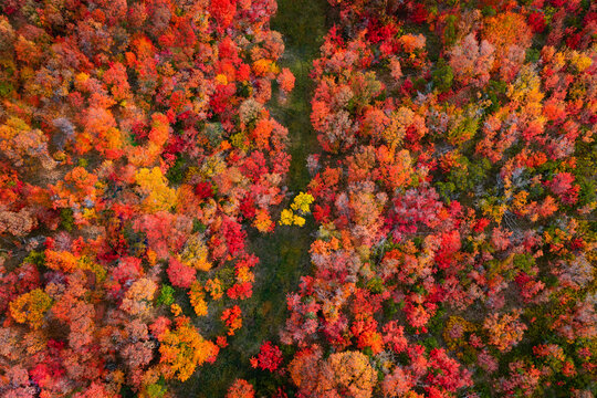 fall trees drone aerial