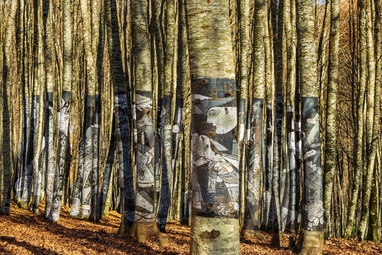 The Gernika painted on the trunks of the Antzeri beech forest, ZILBETI, as a protest idea to preserve the beech forest that was going to be destroyed, Navarre.
