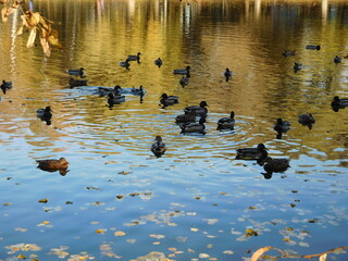 ducks on the water in autumn, beautiful background with the reflection of yellow trees in the lake, wallpaper, nature and peace concept 