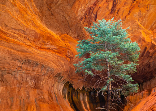 tree desert