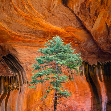 zion national park tree