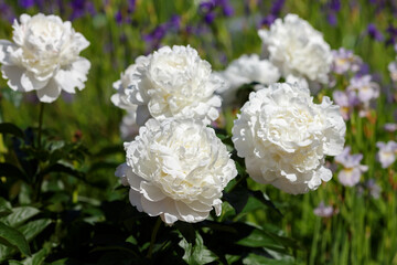 White flowers of peony in spring garden