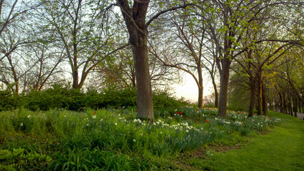 Flowers in the forest