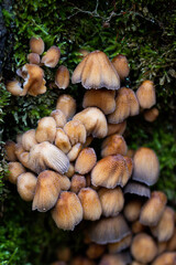 brown mushrooms on a tree