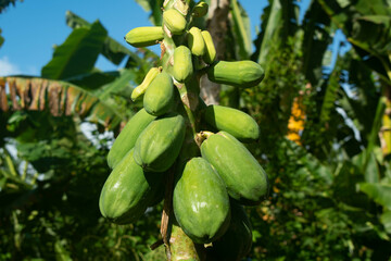 A bunch of green papayas on a tree with a natural background growing in a garden in Hawaii