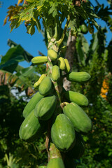 A bunch of green papayas on a tree with a natural background growing in a garden in Hawaii