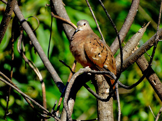 pequena rolinha em galho de árvore