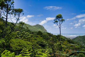 Obraz premium The lush green rainforest close to Karekare Beach in the Waitakere Ranges, Auckland, New Zealand 