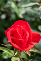 red rose in garden