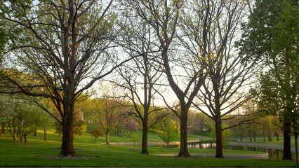 Obraz premium Trees in the park