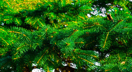 green spruce branches conifer close up pattern background