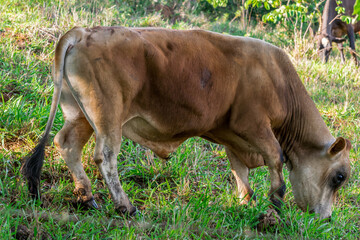 Fototapeta premium gado da raça jersey pastando no curral
