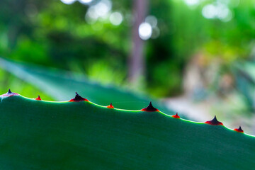 Zielone liście agawy zbliżenie na kolce.