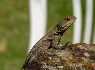 calango tomando sol encima de pedra