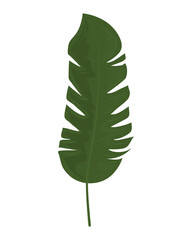 tropical leaf nature