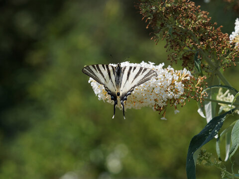Scarce swallowtail or Iphiclides podalirius visit a butterfly-bush flowers