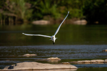 Great Egret fishing in the Llano River. Llano, Texas.