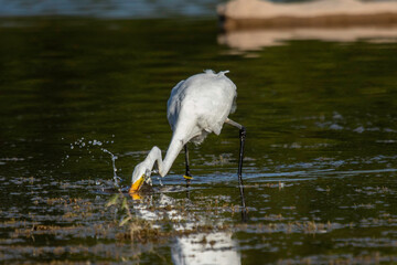 Great Egret fishing in the Llano River. Llano, Texas.