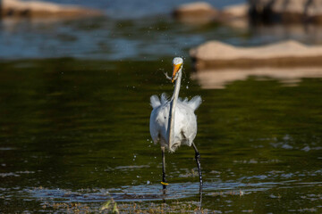 Great Egret fishing in the Llano River. Llano, Texas.