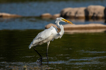Great Egret fishing in the Llano River. Llano, Texas.