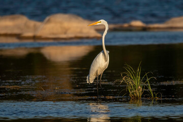 Great Egret fishing in the Llano River. Llano, Texas.
