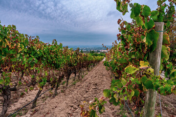 Winnice w Portugalii po zbiorach, jesienne barwy.