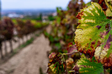 Winnice w Portugalii po zbiorach, jesienne barwy. © Aneta