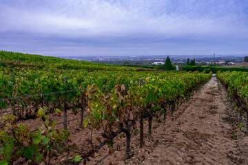 Fototapeta na wymiar Winnice w Portugalii po zbiorach, jesienne barwy.