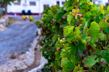Winnice w Portugalii po zbiorach, jesienne barwy. © Aneta
