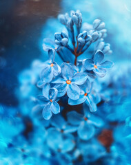 Macro of vivid blue lilac flowers. Magical floating dust in the air, bokeh, shallow depth of field....