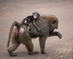 Baboons, Nairobi 