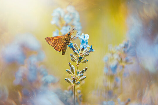 Macro of a skipper butterfly on blue flower. Bokeh bubbles and green color in the background. Shallow depth of field, out of focus flowers