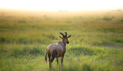 Topi, Masai Mara