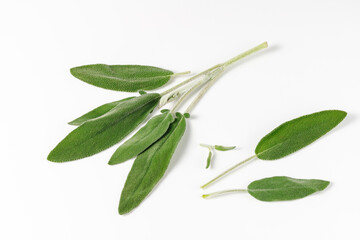 Fresh sage twig and leaves isolated on white background. Salvia officinalis (lat.).