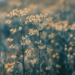 A day with daisy's.