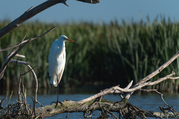 Big white egret (Ardea Alba) on a branch, in Danube Delta, Romania 