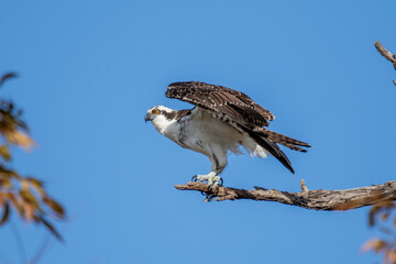 Osprey fishing near Llano River. Llano, Texas