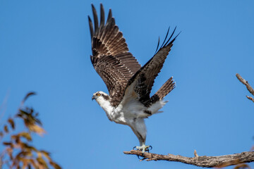 Osprey fishing near Llano River. Llano, Texas