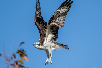 Osprey fishing near Llano River. Llano, Texas