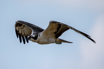 Osprey fishing near Llano River. Llano, Texas