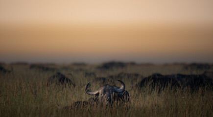 Buffalo, Masai Mara