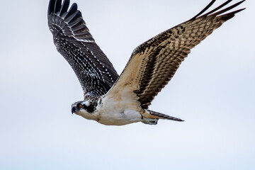 Osprey fishing near Llano River. Llano, Texas