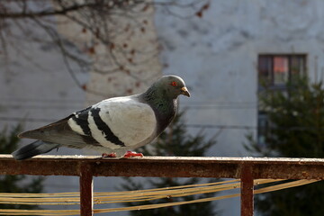 Gray wild pigeon on the balcony