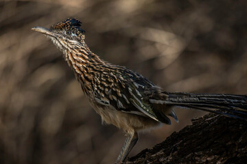 Roadrunner hunting grasshoppers in Llano, Texas.