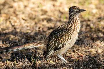 Roadrunner hunting grasshoppers in Llano, Texas.