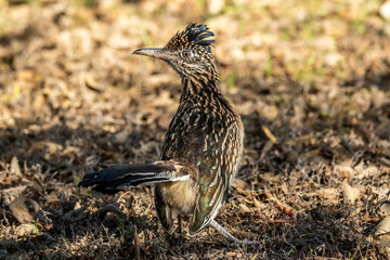 Roadrunner hunting grasshoppers in Llano, Texas.
