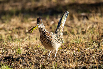 Roadrunner hunting grasshoppers in Llano, Texas.