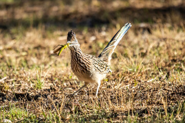 Roadrunner hunting grasshoppers in Llano, Texas.