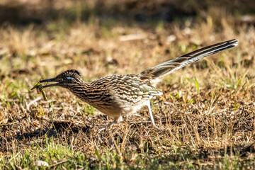 Roadrunner hunting grasshoppers in Llano, Texas.